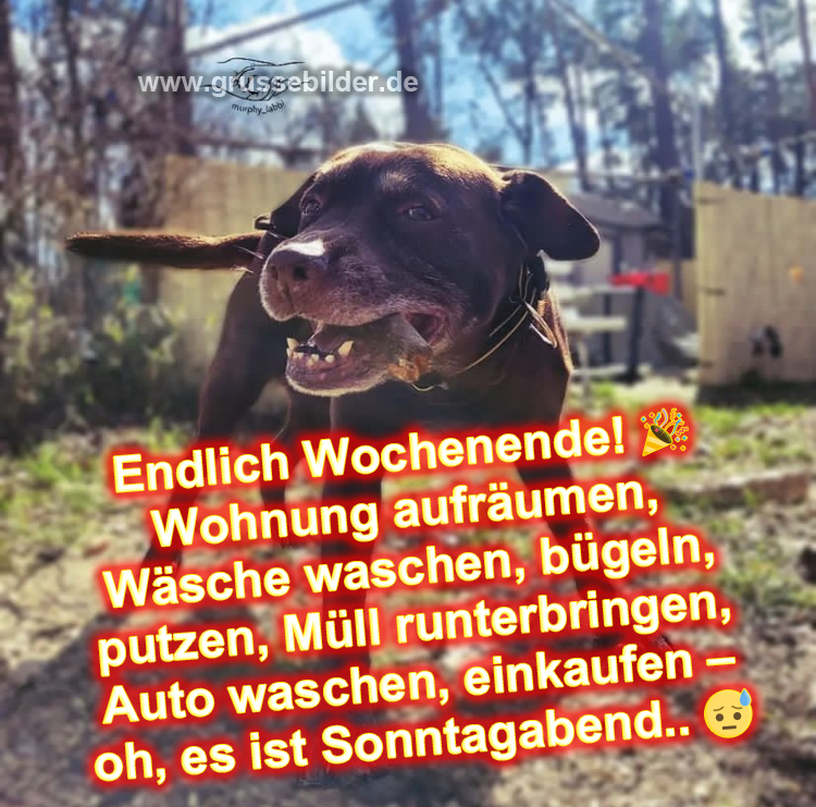 Erstaunlich Lustige Wochenendbilder Kostenlose Sammlung zum Aufheitern