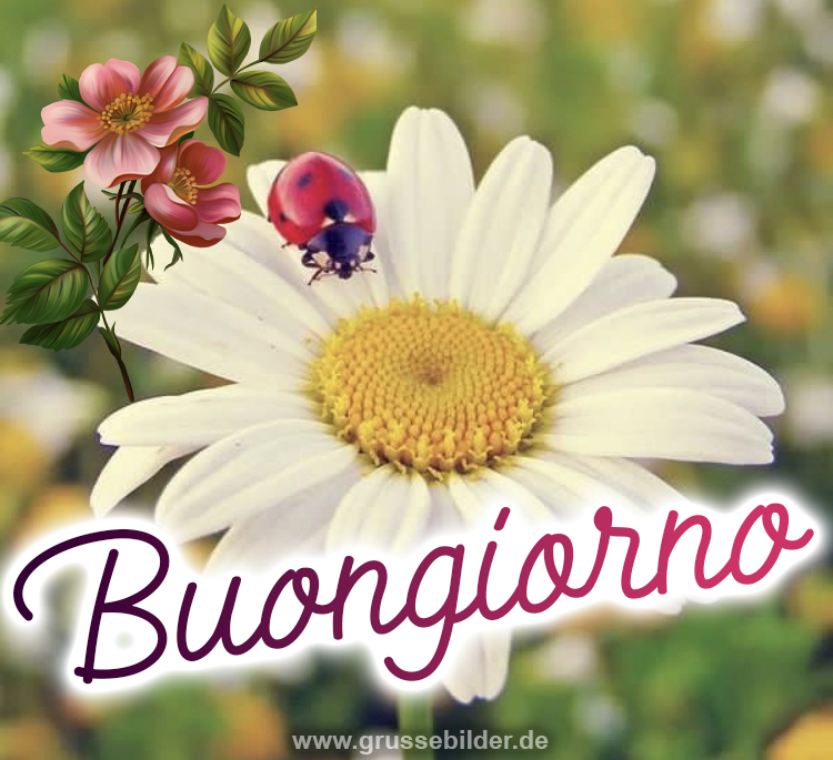 124+ ᐅ Schöne Buongiorno Bilder Grüße Bilder